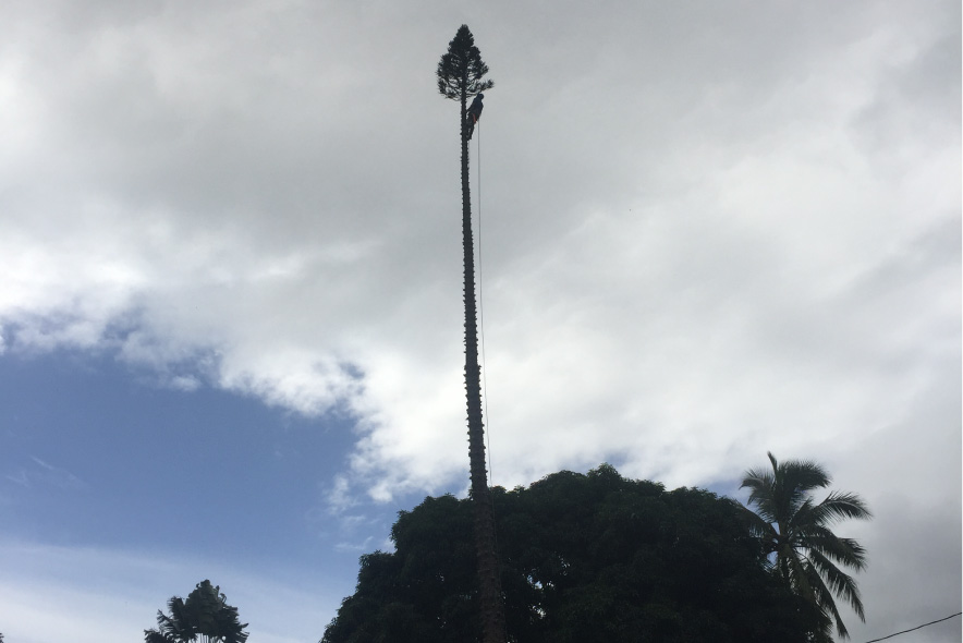 slider-2-artisan-tree-masters