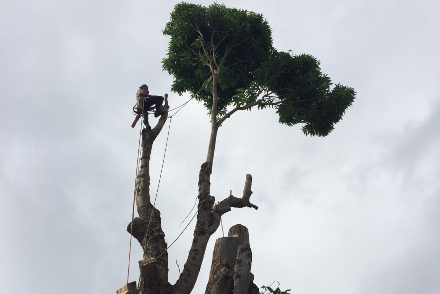 slider-artisan-tree-masters